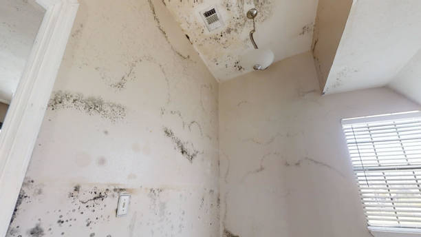 Best Industrial Mold Remediation  in Mont Belvieu, TX