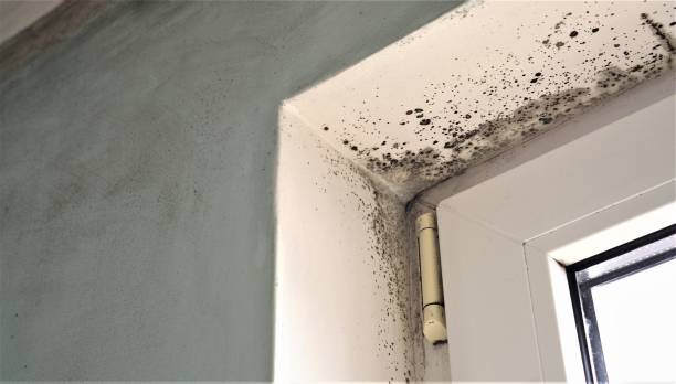 Best Indoor Air Quality Assessment  in Mont Belvieu, TX