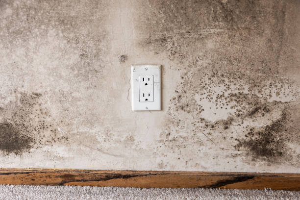 Best Mold Documentation for Insurance Claims  in Mont Belvieu, TX