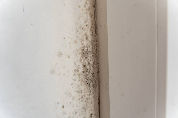 Best Emergency Mold Remediation  in Mont Belvieu, TX