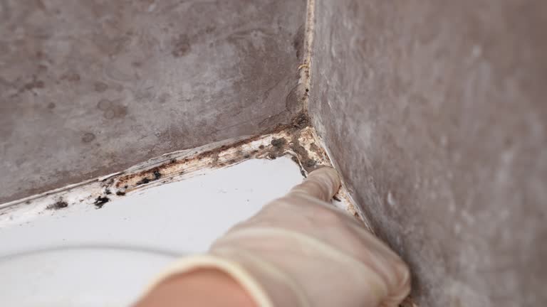 Mold Remediation for Vacation Homes in Mont Belvieu, TX