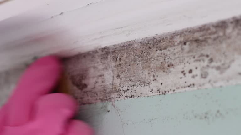  Mont Belvieu, TX Mold Removal Pros